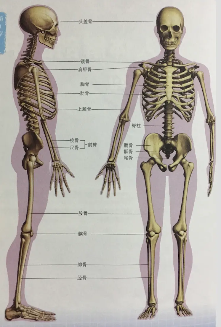 人体结构-人体骨骼 - 画画知识库 · 语雀