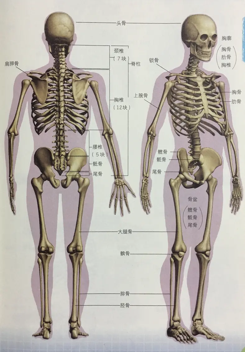 人体结构-人体骨骼 - 画画知识库 · 语雀