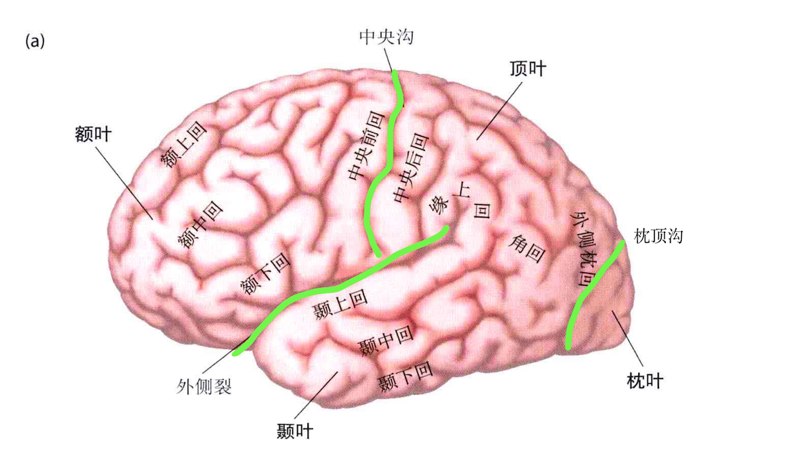 灰质和白质的组成:神经元,胶质细胞,血管.