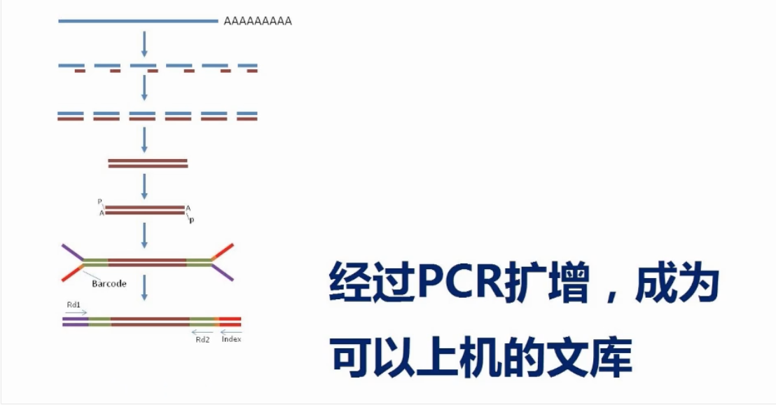 转录组测序原理 007_从零开始学基因测序 语雀