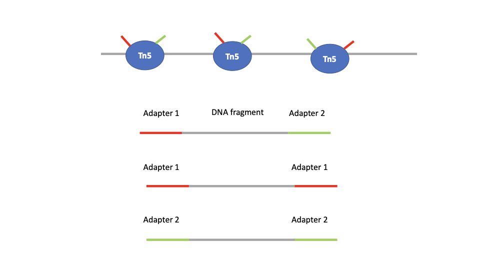 關於高通量測序的那些事 - bioinfo · 語雀