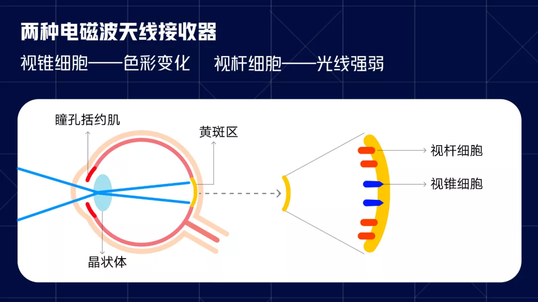 适老化——人眼的光与色 - 图10