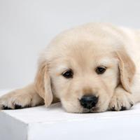 dog.jpg