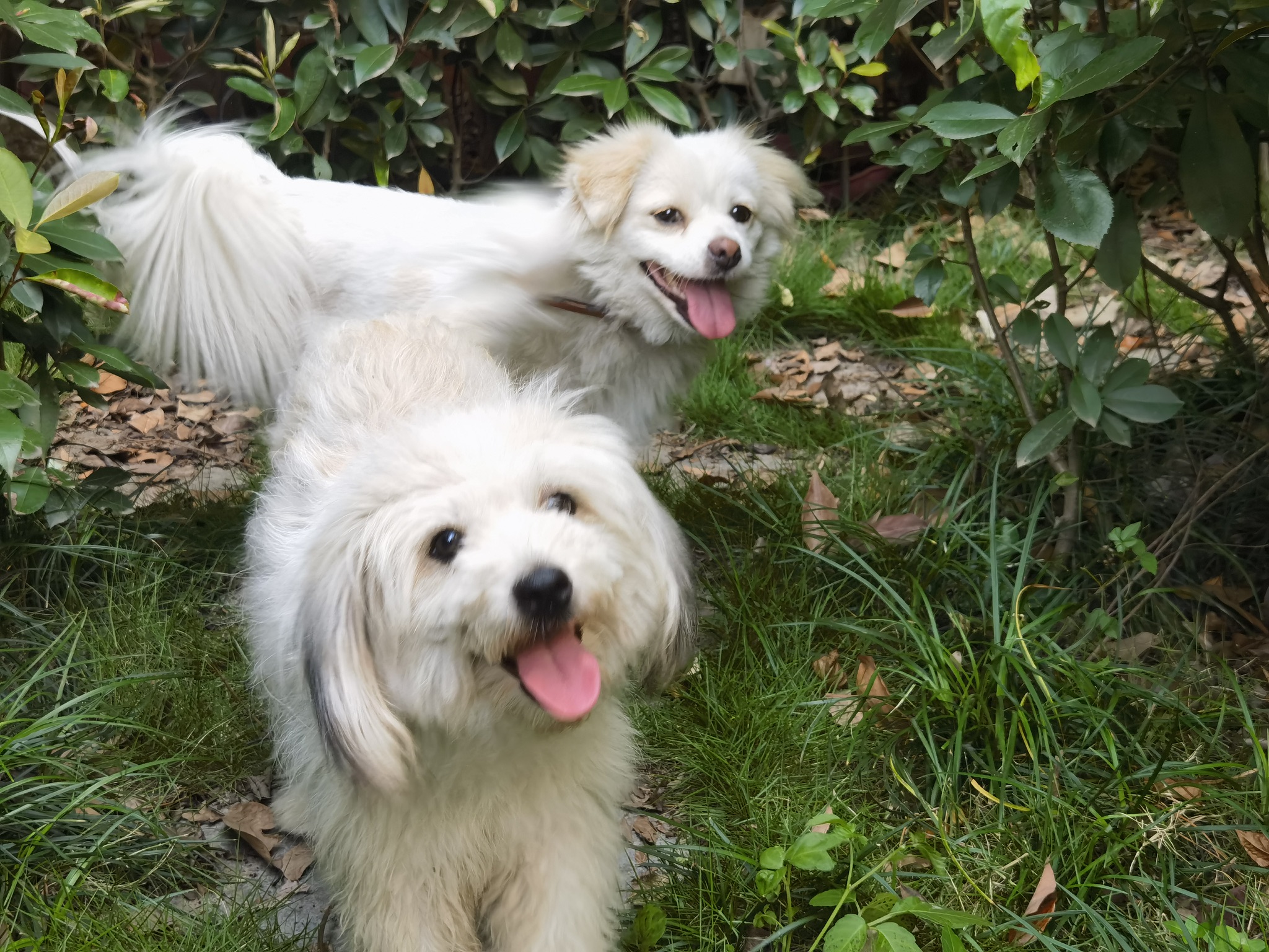 考试周和家犬先玩了一周