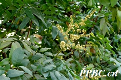 374EACF2037706EF.jpg
