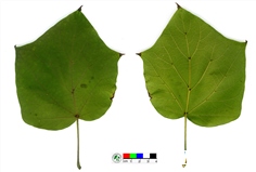 28DEADA6057D6455.jpg