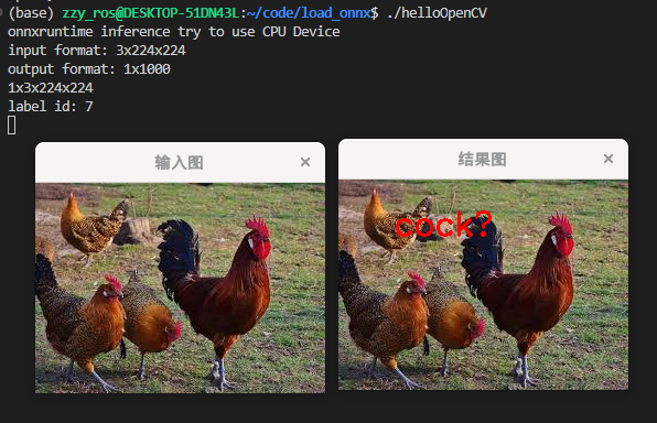 cock